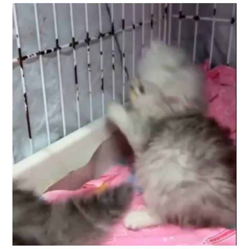 販売中の長野県のペルシャ-135338の6枚目