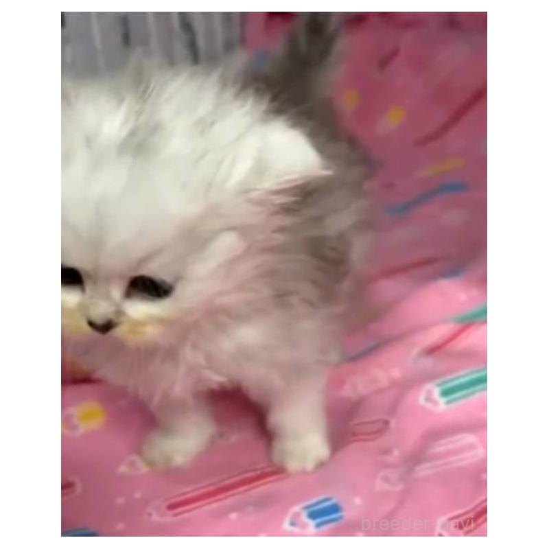 販売中の長野県のペルシャ-135338の5枚目