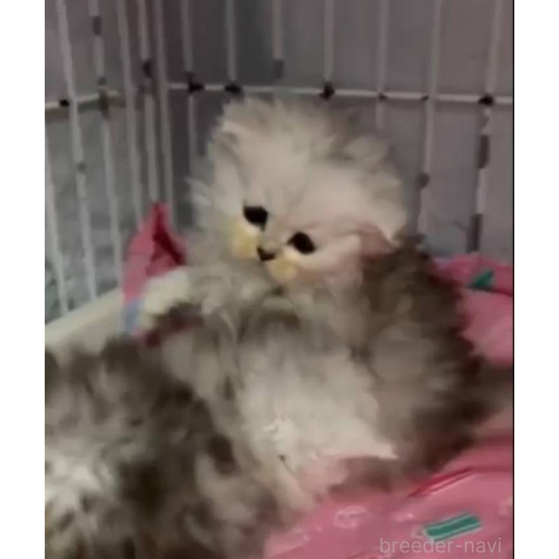 販売中の長野県のペルシャ-135338の4枚目