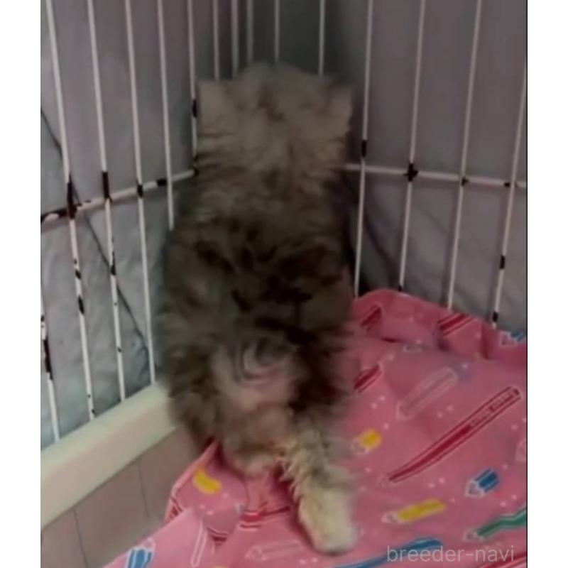 販売中の長野県のペルシャ-135338の3枚目