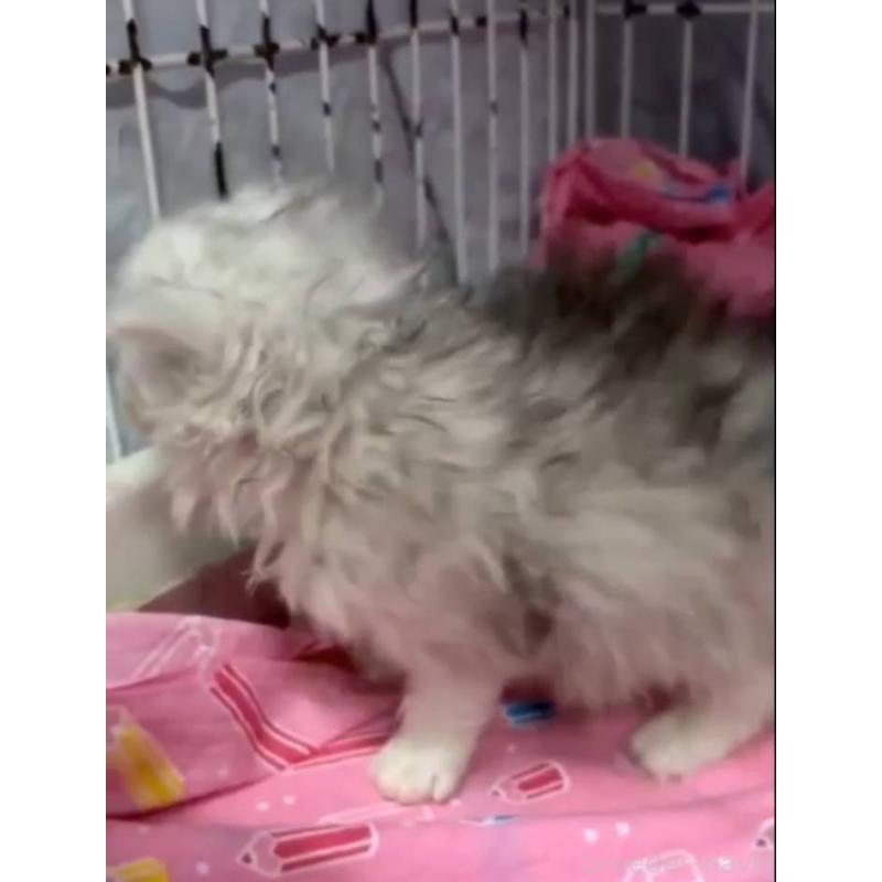 販売中の長野県のペルシャ-135338の2枚目