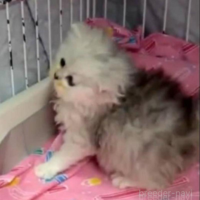 販売中の長野県のペルシャ-135338