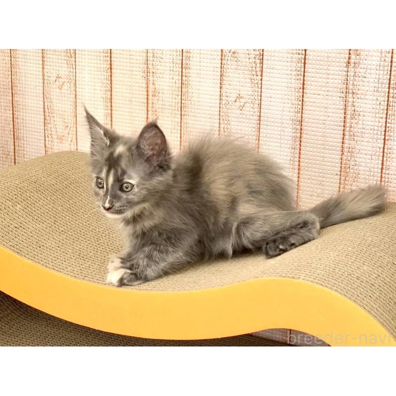 販売中の栃木県のメインクーン-135339の6枚目