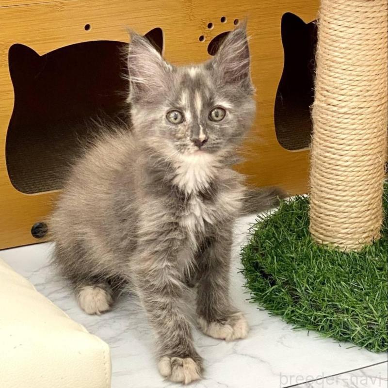 販売中ののメインクーン-135339