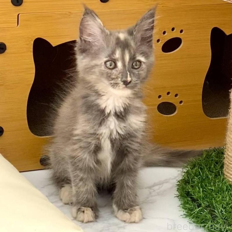 販売中の栃木県のメインクーン-135339の4枚目