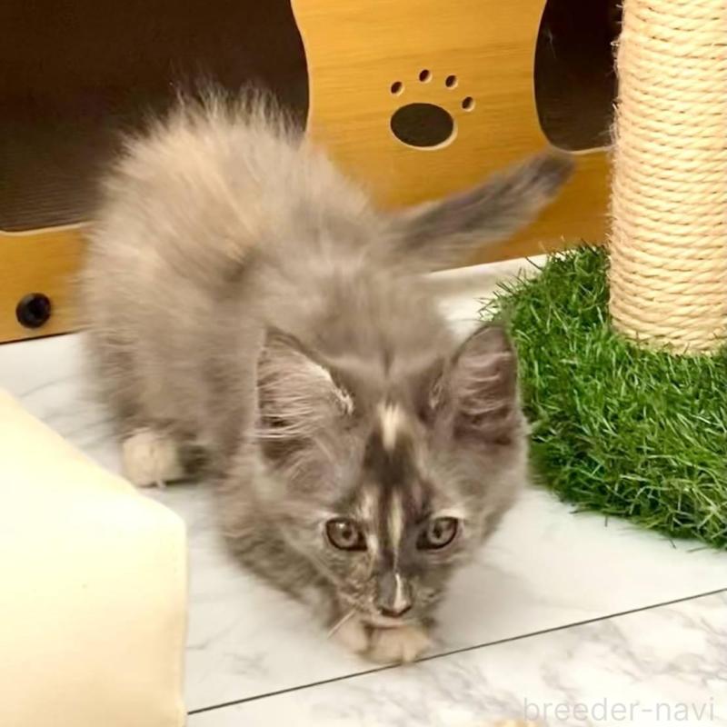 販売中の栃木県のメインクーン-135339の3枚目