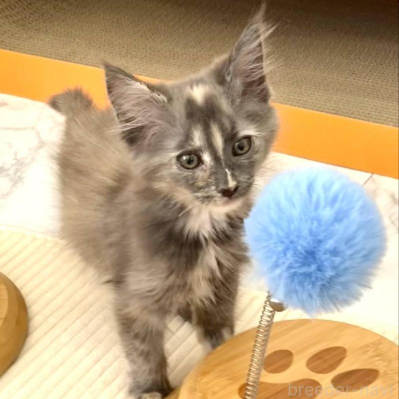 販売中の栃木県のメインクーン-135339の2枚目