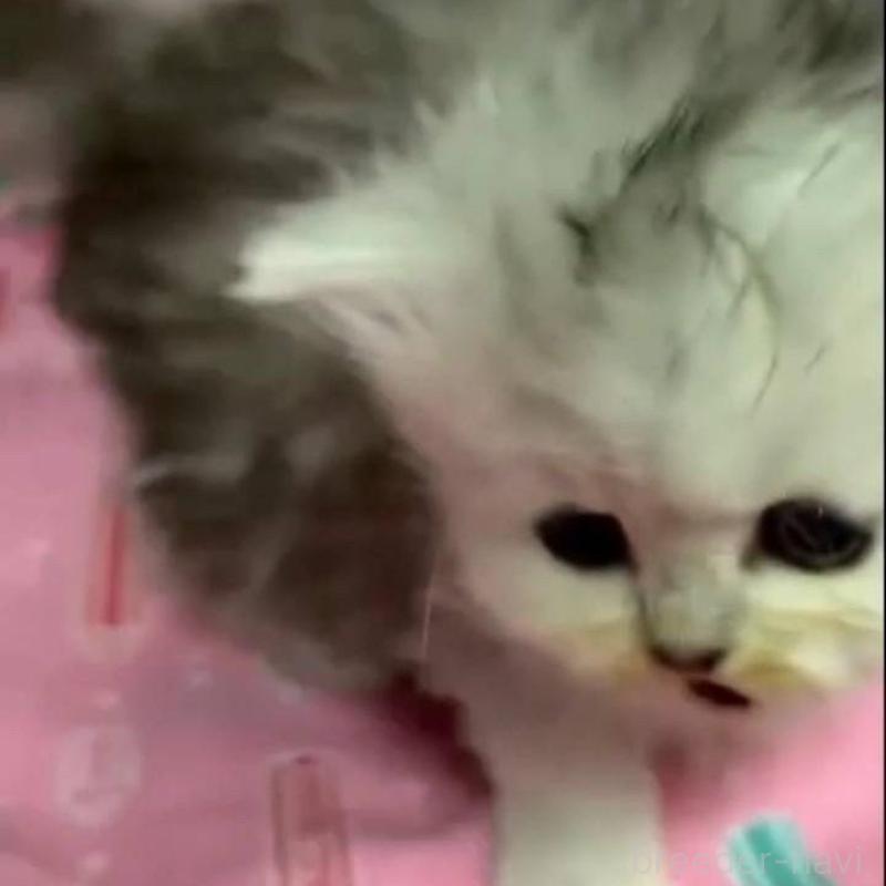 販売中の長野県のペルシャ-135340の1枚目