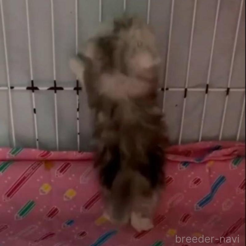 販売中の長野県のペルシャ-135340の4枚目