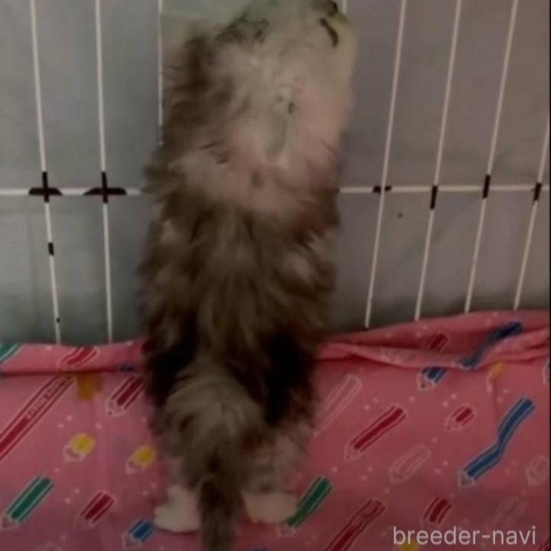 販売中の長野県のペルシャ-135340の3枚目