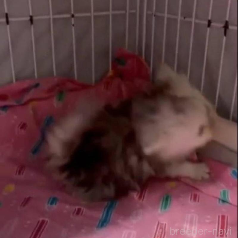 販売中の長野県のペルシャ-135340の2枚目