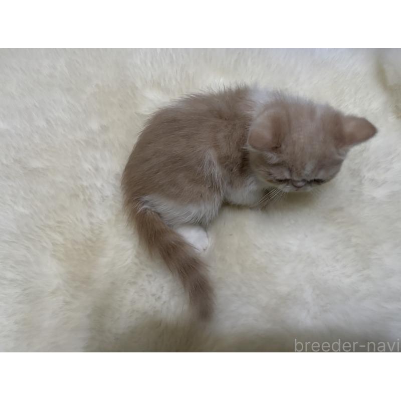 販売中の鹿児島県のエキゾチックショートヘア-133339の10枚目