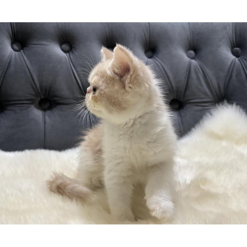 販売中の鹿児島県のエキゾチックショートヘア-133339の9枚目