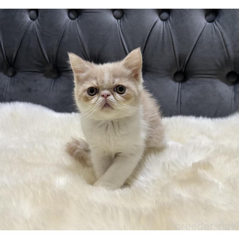 販売中の鹿児島県のエキゾチックショートヘア-133339の8枚目