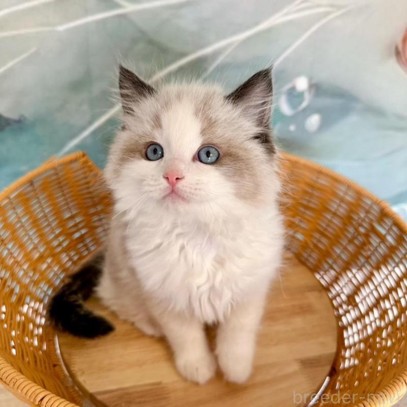 販売中の大阪府のラグドール-135341の16枚目