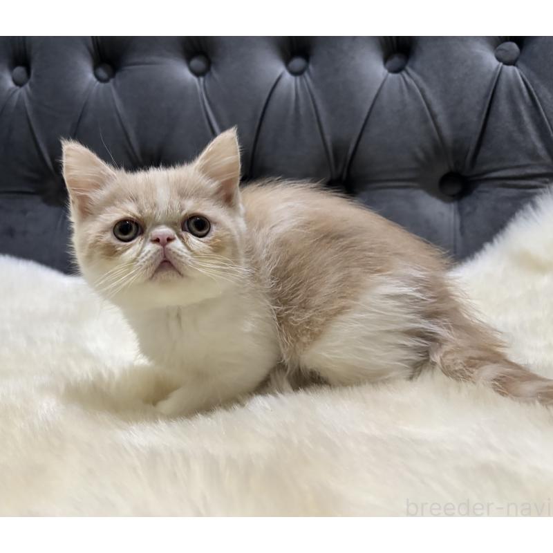 販売中の鹿児島県のエキゾチックショートヘア-133339の7枚目