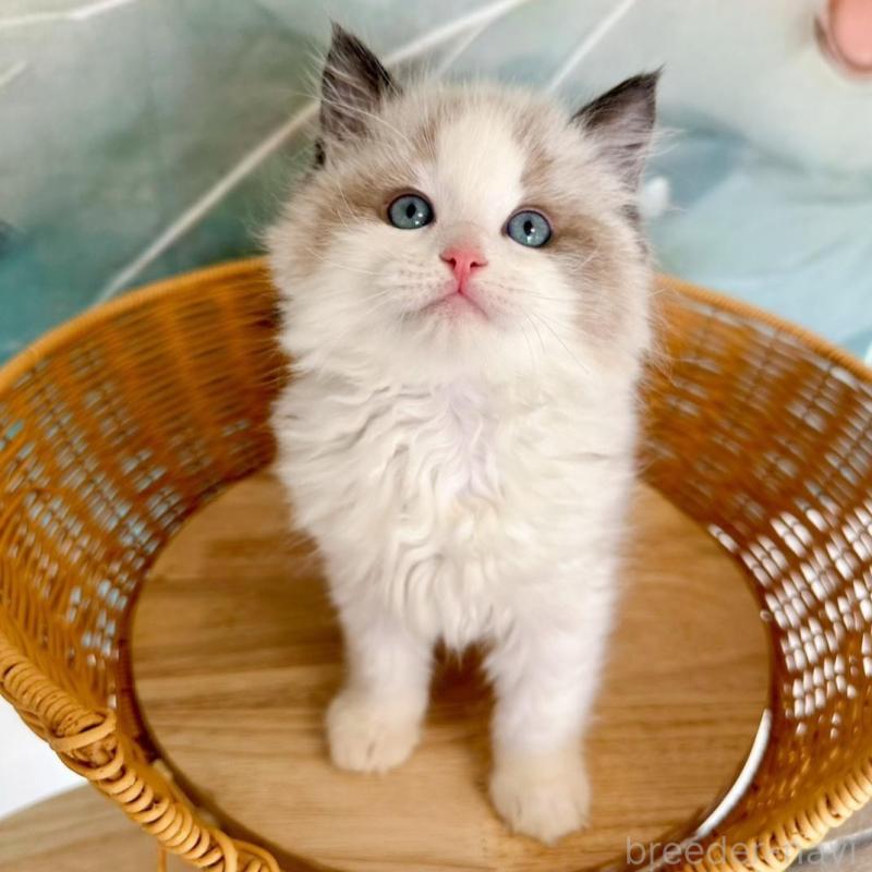 販売中の大阪府のラグドール-135341の15枚目