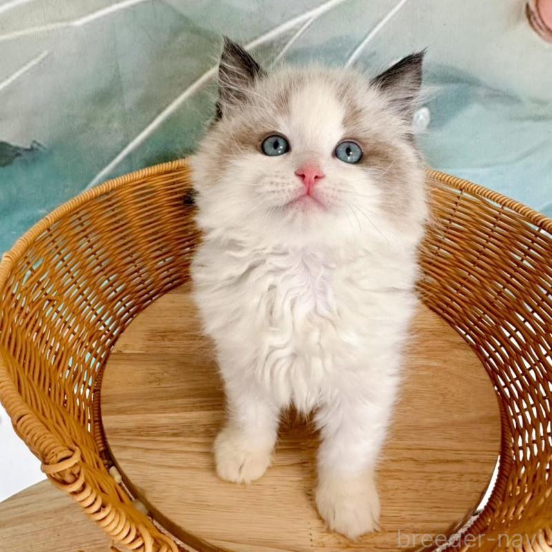 販売中の大阪府のラグドール-135341の14枚目