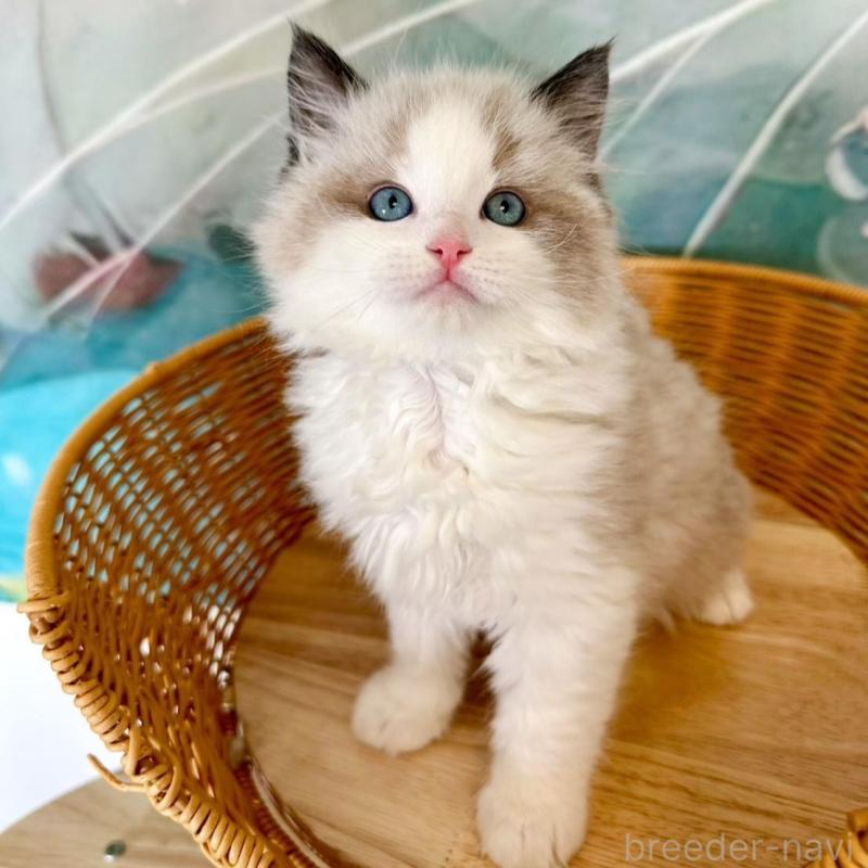 販売中の大阪府のラグドール-135341の13枚目