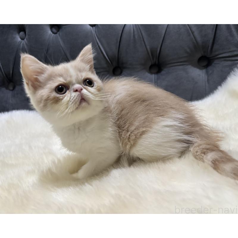 販売中の鹿児島県のエキゾチックショートヘア-133339の6枚目