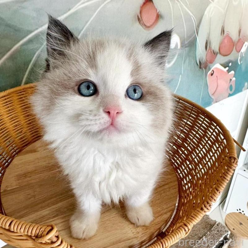 販売中の大阪府のラグドール-135341の12枚目