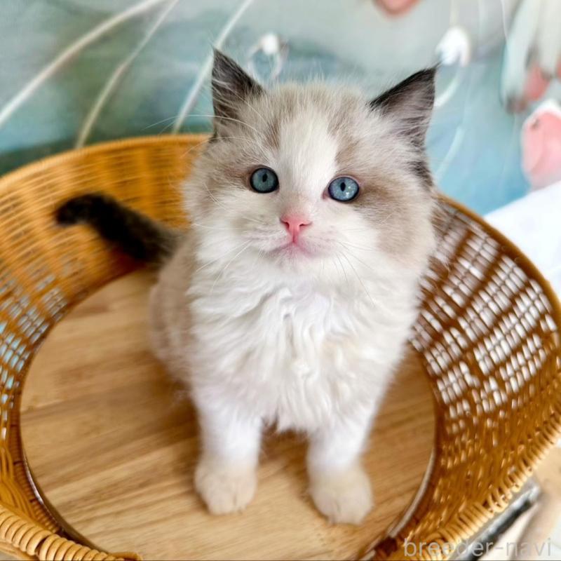 販売中の大阪府のラグドール-135341の11枚目