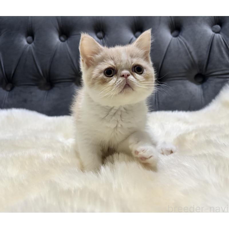 販売中の鹿児島県のエキゾチックショートヘア-133339の5枚目