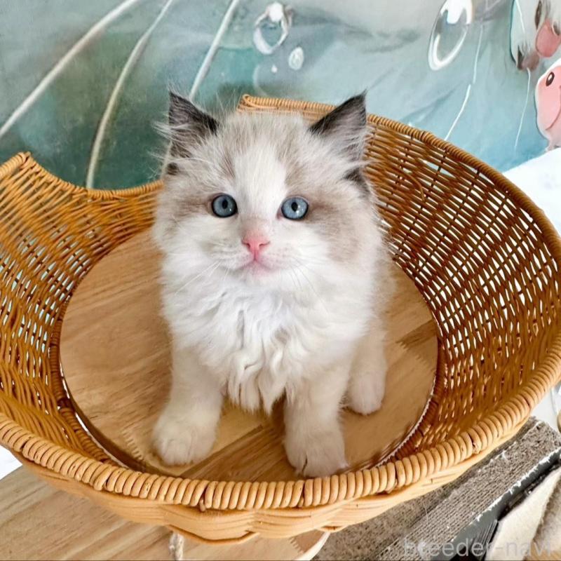 販売中の大阪府のラグドール-135341の10枚目