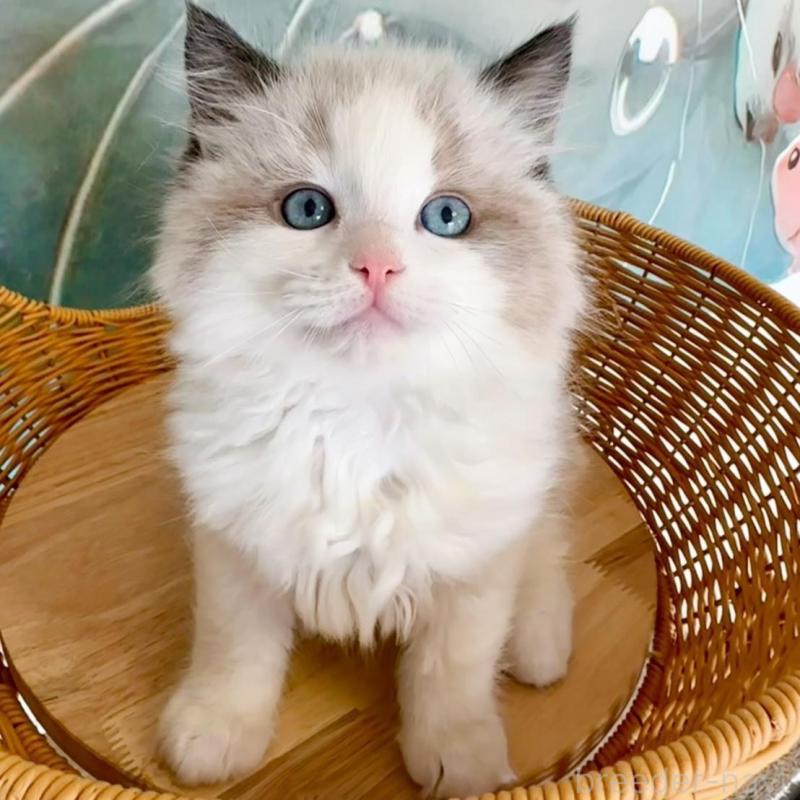 販売中の大阪府のラグドール-135341