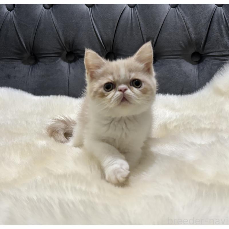 販売中の鹿児島県のエキゾチックショートヘア-133339の3枚目