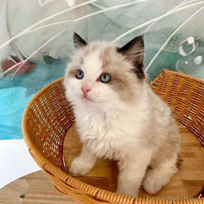 販売中の大阪府のラグドール-135341の8枚目