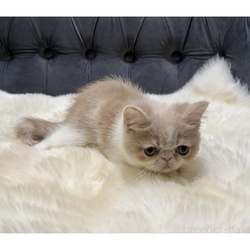 販売中の鹿児島県のエキゾチックショートヘア-133339の2枚目