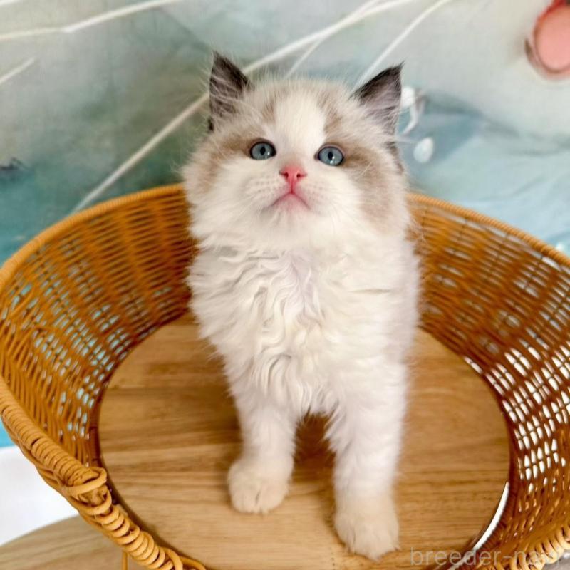 販売中の大阪府のラグドール-135341の7枚目