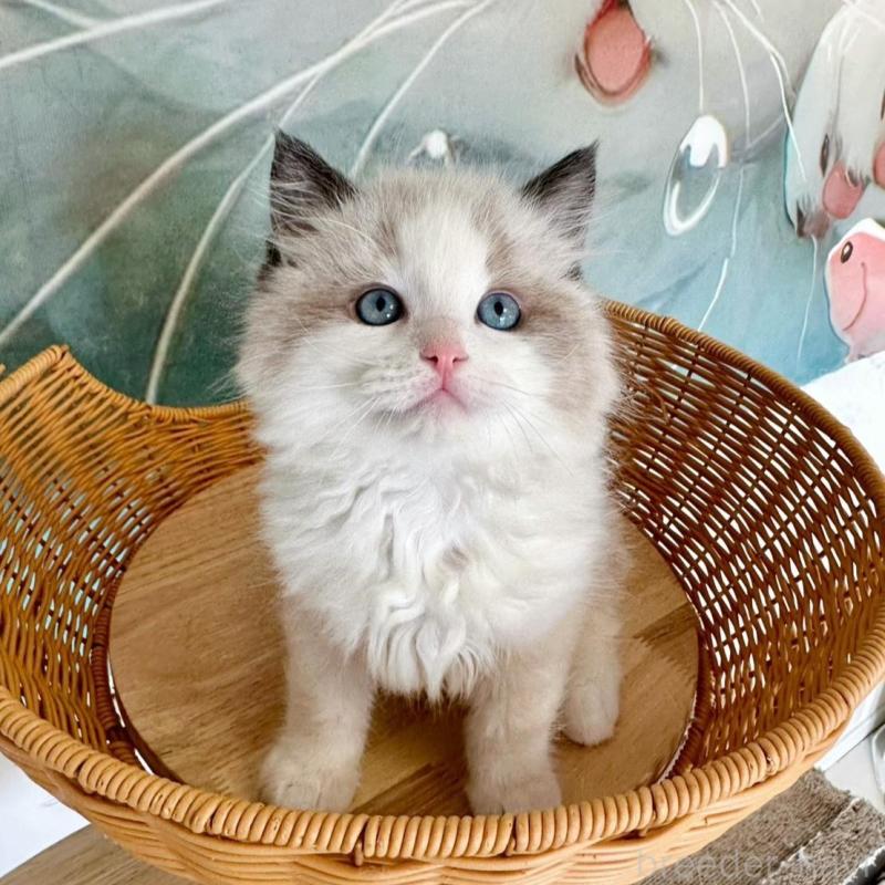 販売中の大阪府のラグドール-135341の6枚目