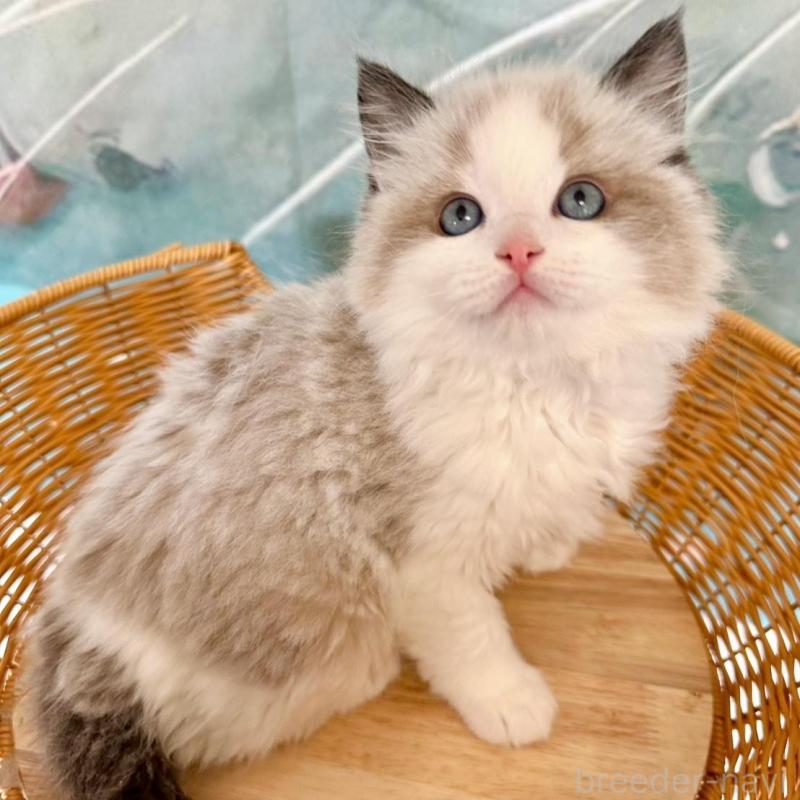 販売中の大阪府のラグドール-135341の5枚目