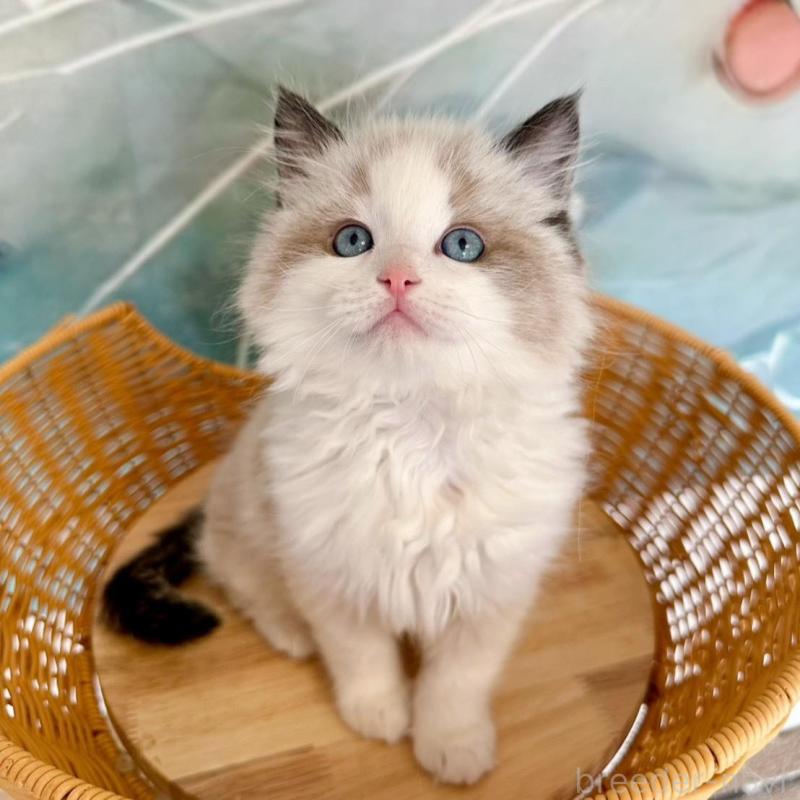 販売中の大阪府のラグドール-135341の3枚目