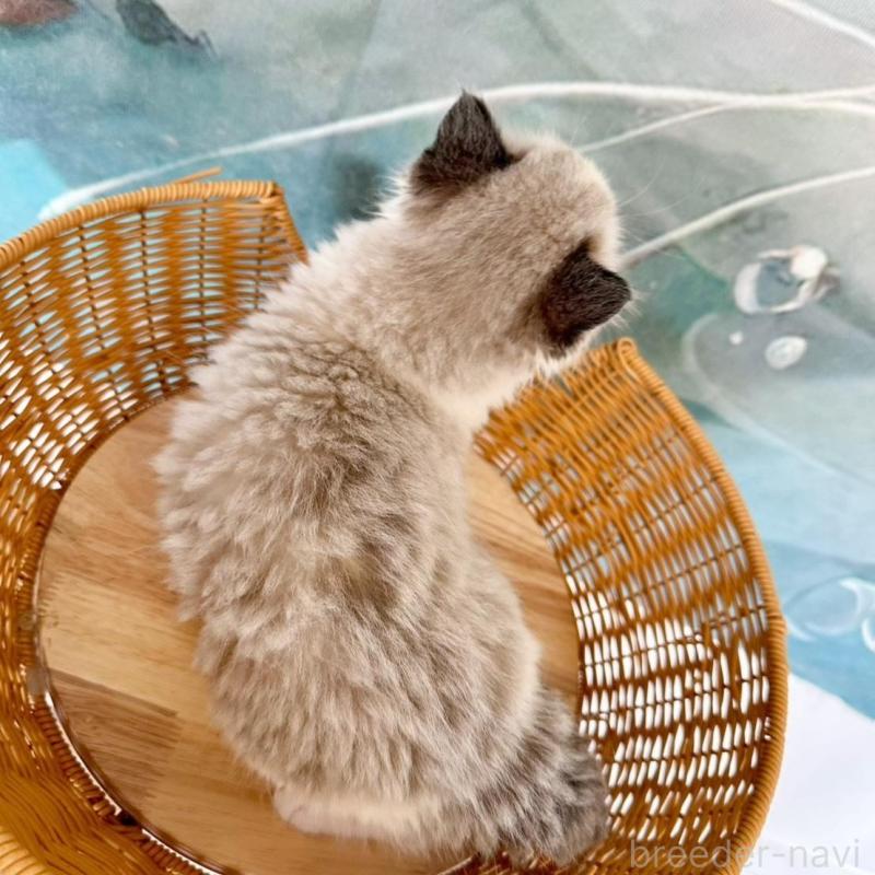 販売中の大阪府のラグドール-135341の2枚目