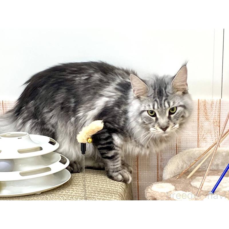 販売中の栃木県のメインクーン-135342の7枚目