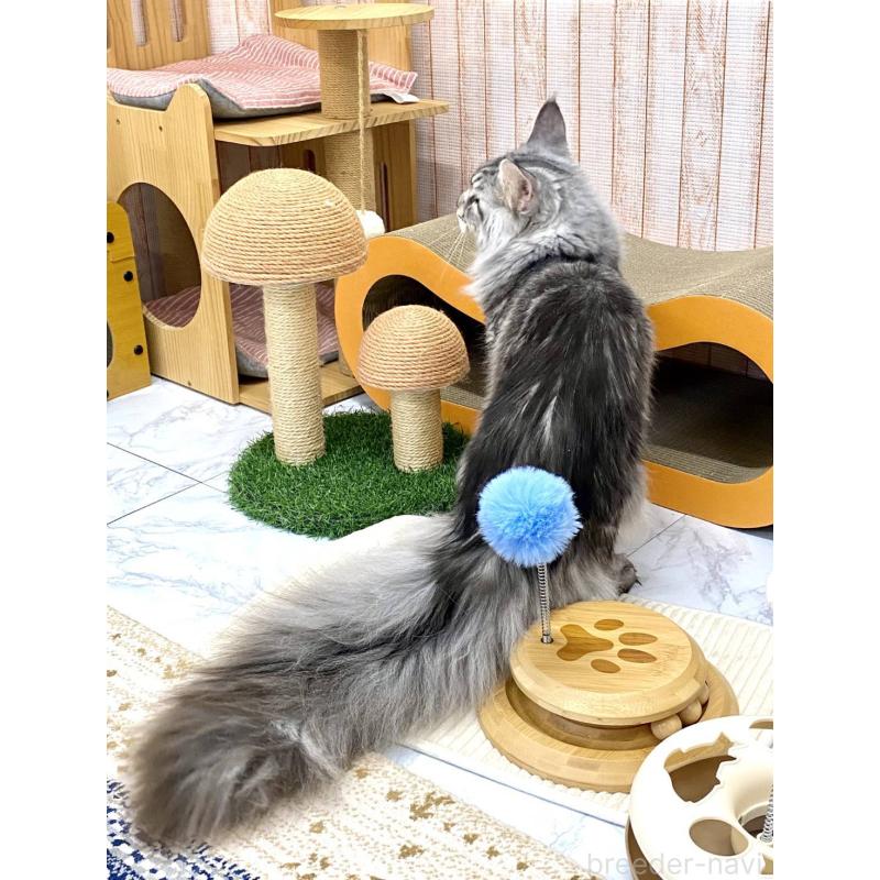 販売中の栃木県のメインクーン-135342の6枚目