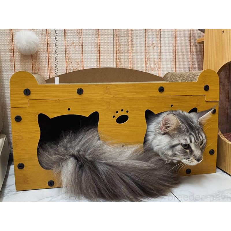 販売中の栃木県のメインクーン-135342の5枚目