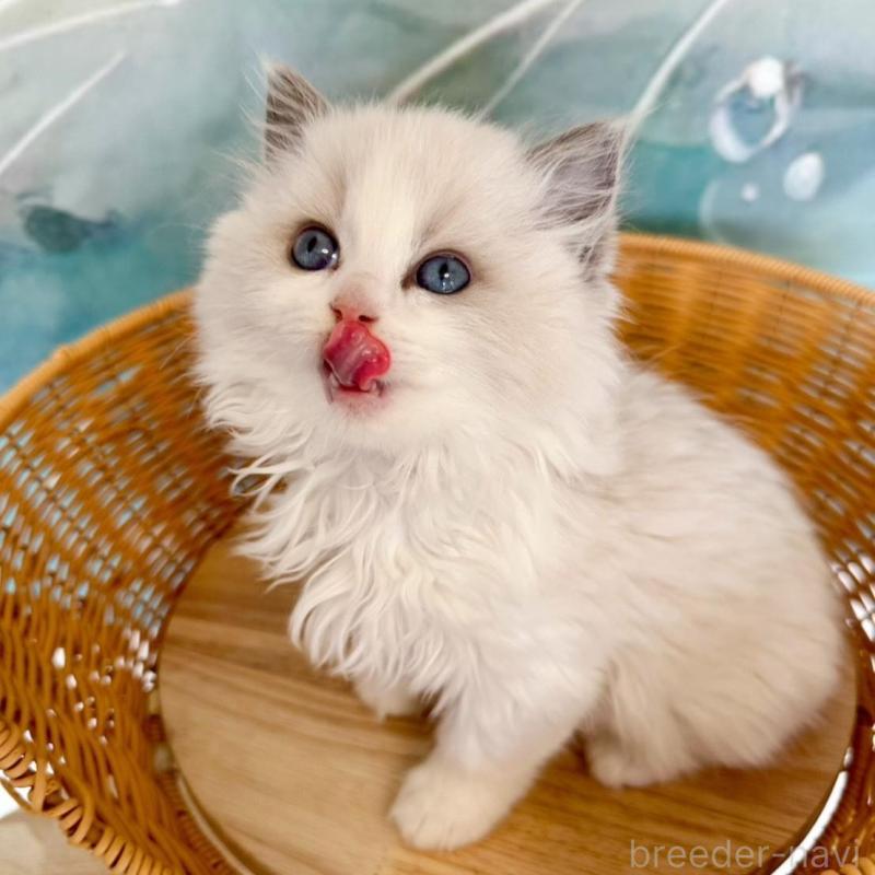 販売中の大阪府のラグドール-135343の14枚目