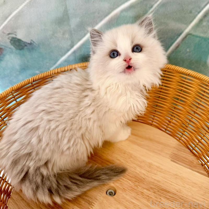 販売中の大阪府のラグドール-135343の13枚目