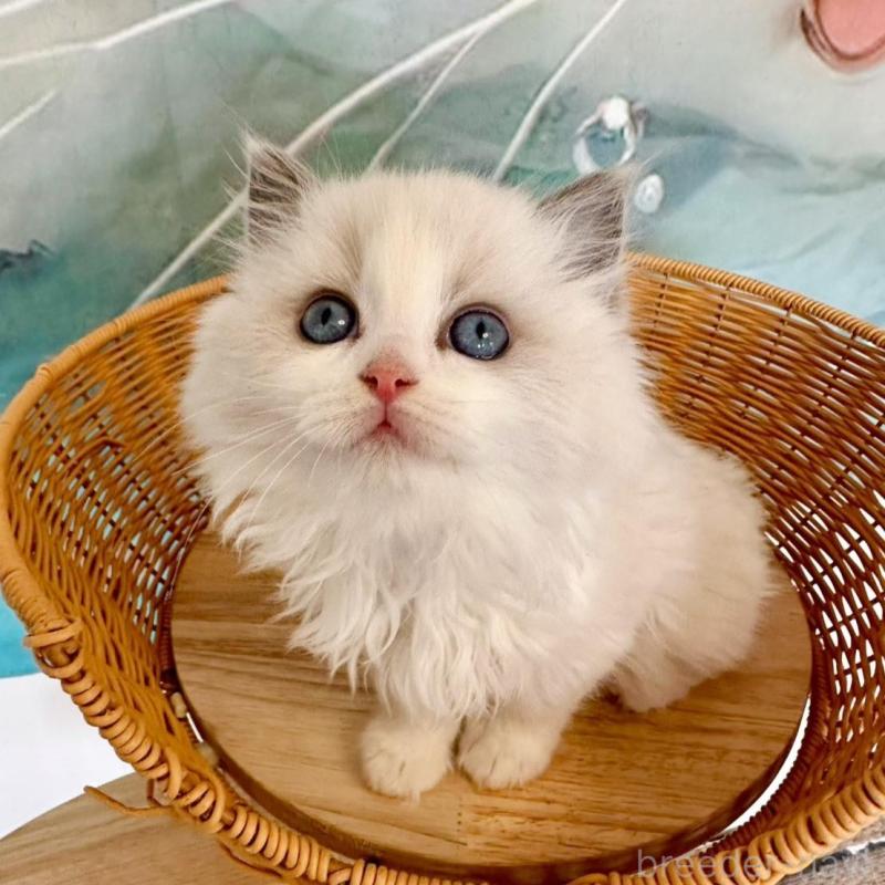 販売中の大阪府のラグドール-135343の12枚目