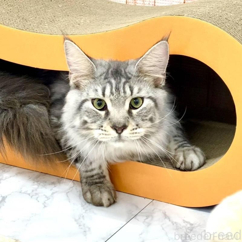 販売中の栃木県のメインクーン-135342