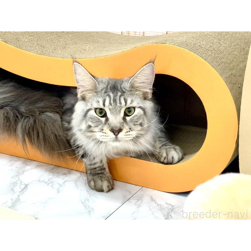 販売中の栃木県のメインクーン-135342の4枚目