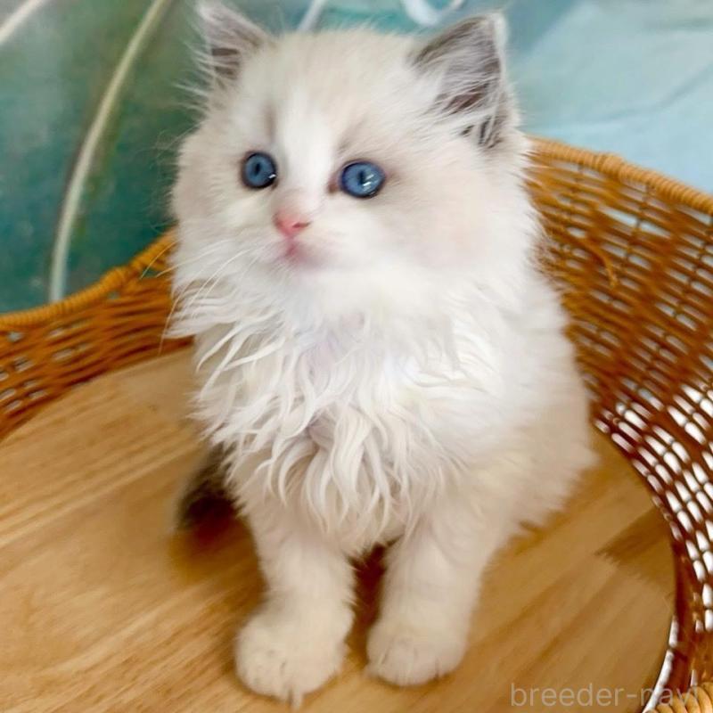 販売中の大阪府のラグドール-135343の11枚目