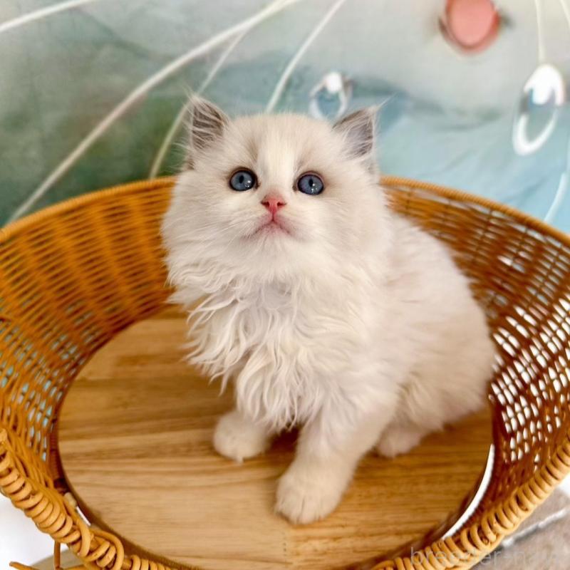 販売中の大阪府のラグドール-135343の10枚目