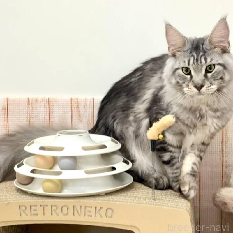 販売中の栃木県のメインクーン-135342の3枚目