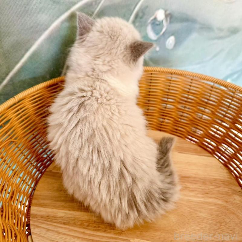 販売中の大阪府のラグドール-135343の8枚目