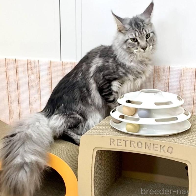 販売中の栃木県のメインクーン-135342の2枚目